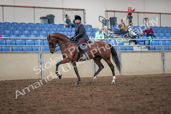 2019 Morgan Horse Show - Aug 30, 2019 - 20246