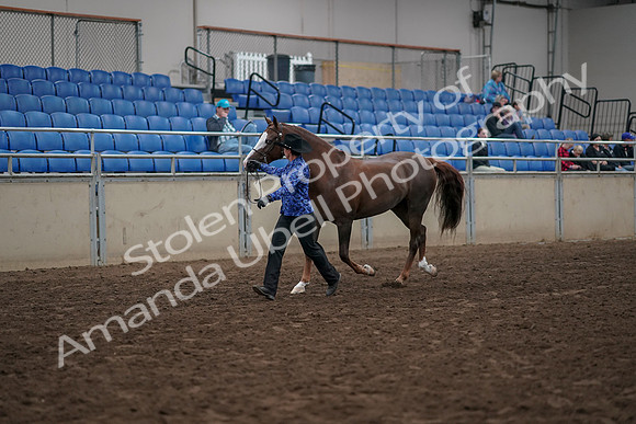 2019 Morgan Horse Show - Aug 31, 2019 - 02906