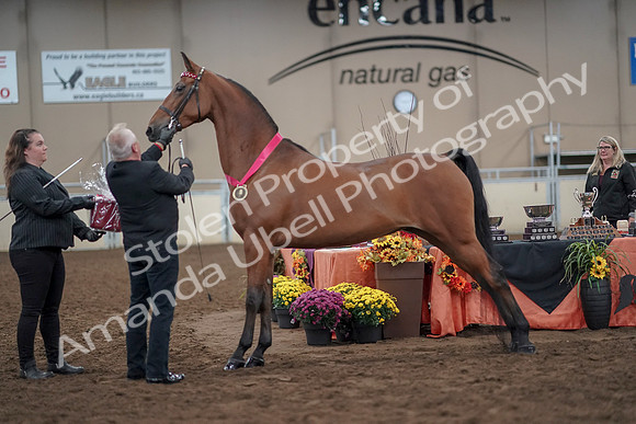 2019 Morgan Horse Show - Aug 31, 2019 - 00944