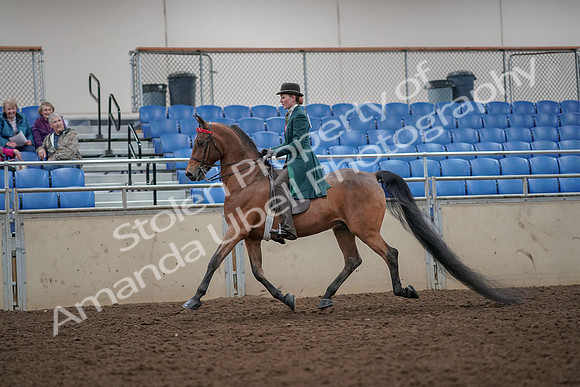2019 Morgan Horse Show - Aug 30, 2019 - 27885