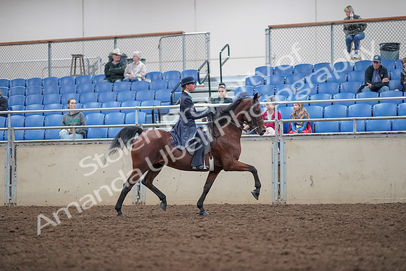 2019 Morgan Horse Show - Aug 31, 2019 - 09593