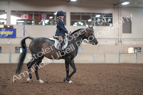 2019 Morgan Horse Show - Aug 31, 2019 - 19568
