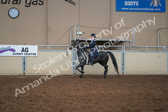 2019 Morgan Horse Show - Aug 30, 2019 - 12233