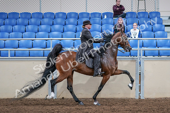 2020 - AB Morgan Horse - Sat, Sept 05 - 13246