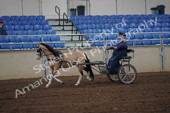 2019 Morgan Horse Show - Aug 30, 2019 - 13122