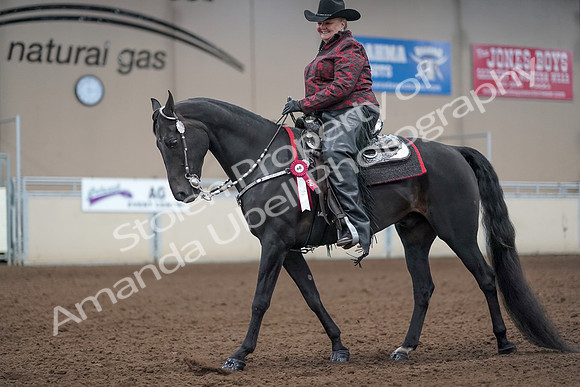 2019 Morgan Horse Show - Aug 31, 2019 - 10811