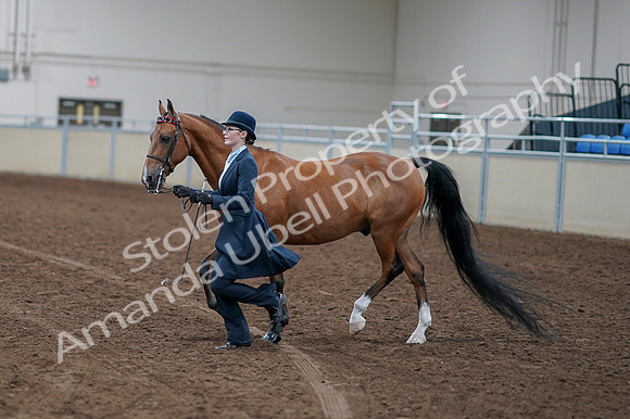 2020 - AB Morgan Horse - Fri, Sept 04 - 00952