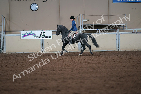 2019 Morgan Horse Show - Aug 30, 2019 - 18384