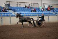 2019 Morgan Horse Show - Aug 31, 2019 - 04221