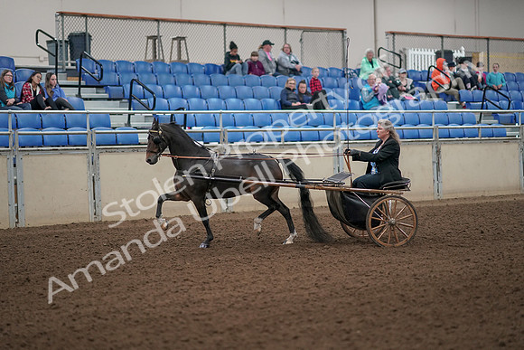 2019 Morgan Horse Show - Aug 31, 2019 - 04221