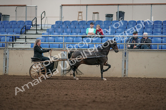 2019 Morgan Horse Show - Aug 31, 2019 - 04469