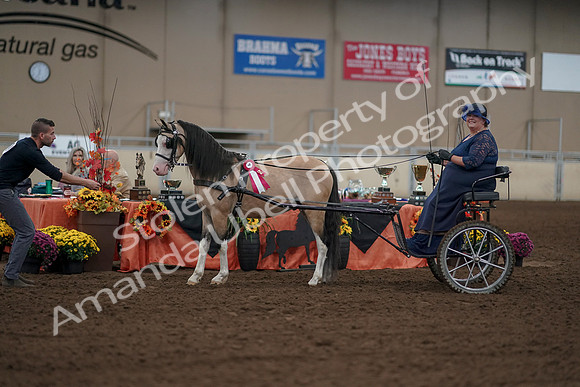 2019 Morgan Horse Show - Aug 31, 2019 - 04562