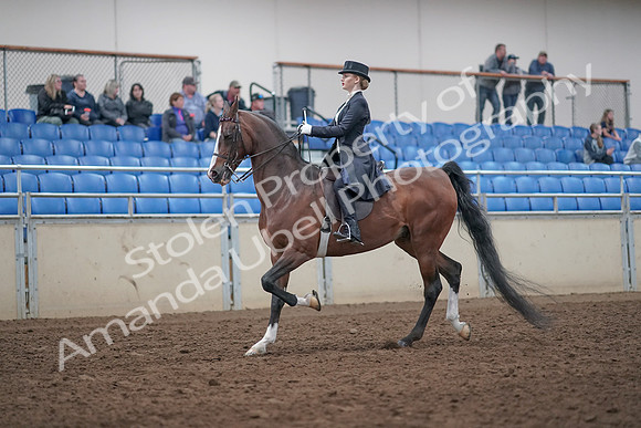 2019 Morgan Horse Show - Aug 31, 2019 - 20371