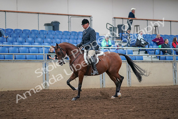 2019 Morgan Horse Show - Aug 30, 2019 - 16113