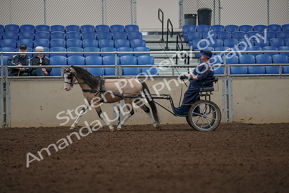 2019 Morgan Horse Show - Aug 31, 2019 - 04283