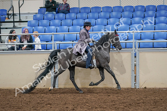 2020 - AB Morgan Horse - Sat, Sept 05 - 14002