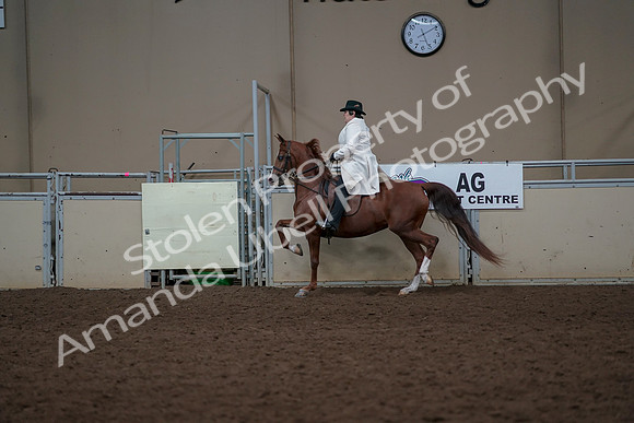 2019 Morgan Horse Show - Aug 31, 2019 - 17888