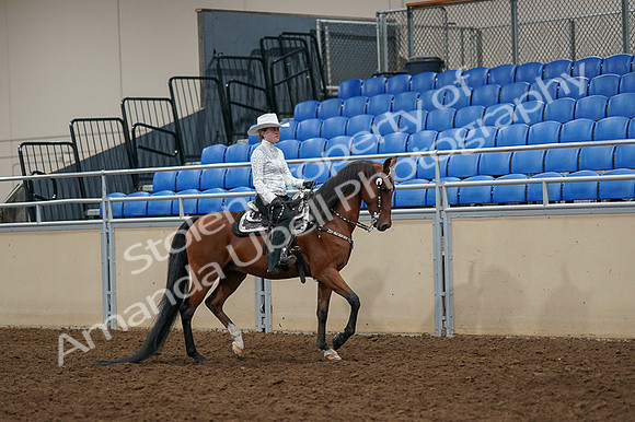 2020 - AB Morgan Horse - Fri, Sept 04 - 03516