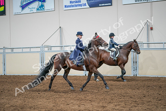 2020 - AB Morgan Horse - Sun, Sept 06 - 08108