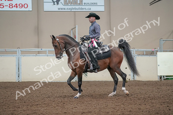 2019 Morgan Horse Show - Aug 31, 2019 - 06275