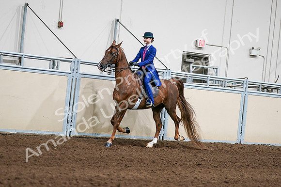 2020 - AB Morgan Horse - Fri, Sept 04 - 04961