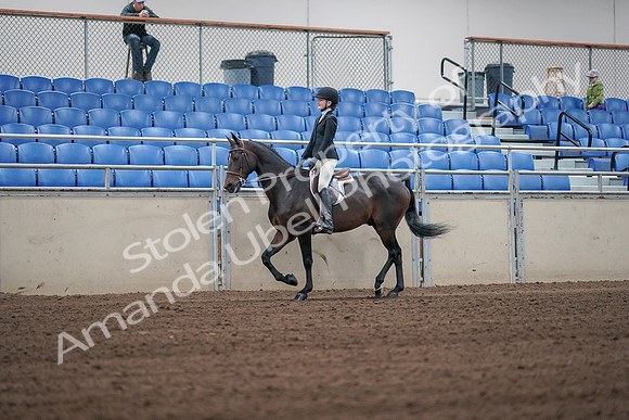 2019 Morgan Horse Show - Sept 01, 2019 - 03646