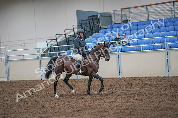 2020 - AB Morgan Horse - Sat, Sept 05 - 09349