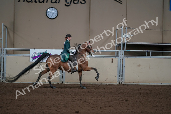 2019 Morgan Horse Show - Sept 01, 2019 - 13394