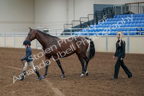 2020 - AB Morgan Horse - Fri, Sept 04 - 01027