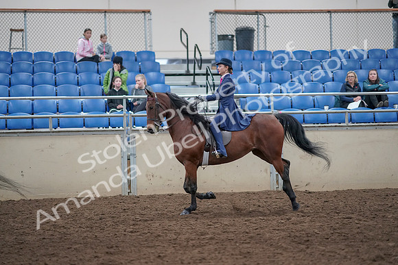 2019 Morgan Horse Show - Aug 31, 2019 - 09454