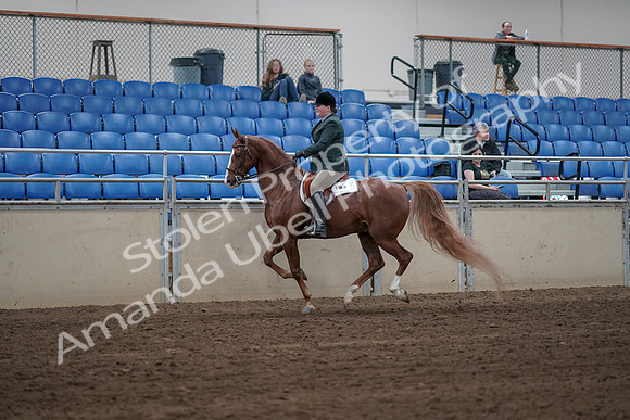 2019 Morgan Horse Show - Sept 01, 2019 - 12310