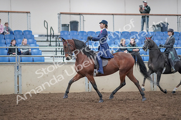 2019 Morgan Horse Show - Aug 31, 2019 - 09372