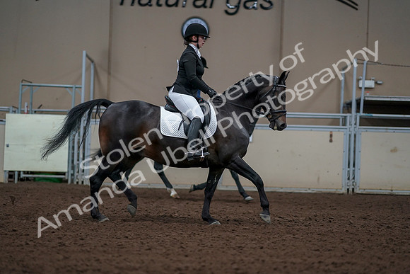 2019 Morgan Horse Show - Aug 30, 2019 - 18486