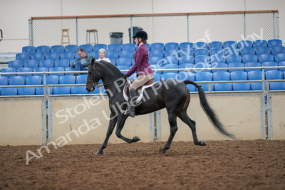 2019 Morgan Horse Show - Aug 30, 2019 - 23177