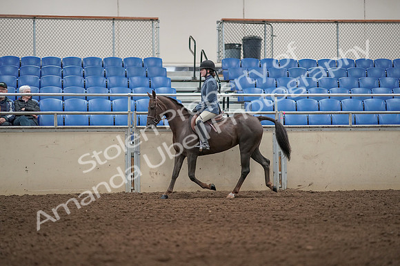 2019 Morgan Horse Show - Aug 31, 2019 - 04997