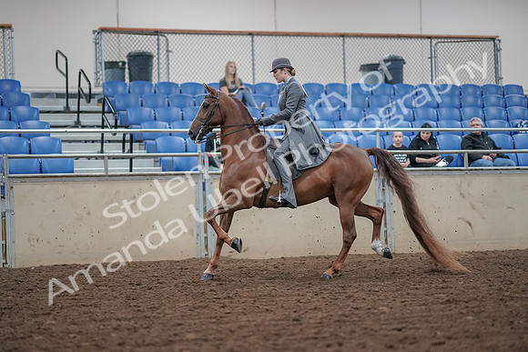 2019 Morgan Horse Show - Aug 30, 2019 - 15363