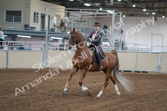 2020 - AB Morgan Horse - Sat, Sept 05 - 06151