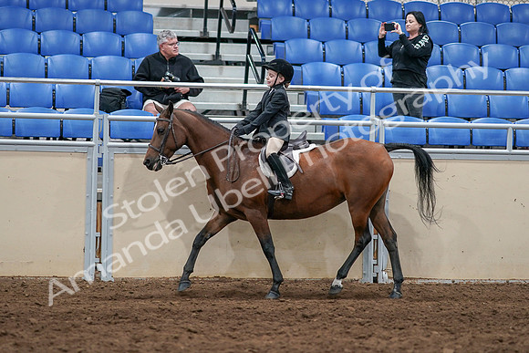 2020 - AB Morgan Horse - Sun, Sept 06 - 07724