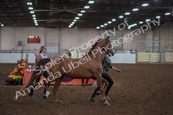 2019 Morgan Horse Show - Aug 31, 2019 - 01035