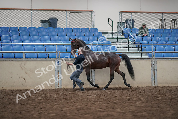2019 Morgan Horse Show - Aug 31, 2019 - 03646