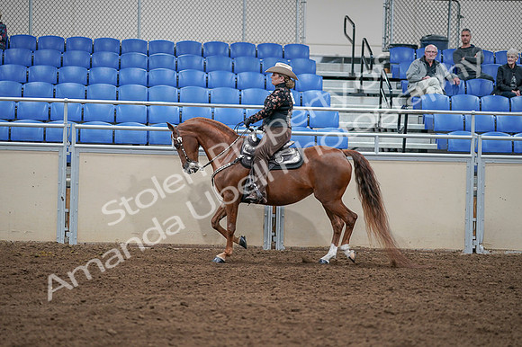 2020 - AB Morgan Horse - Fri, Sept 04 - 08352
