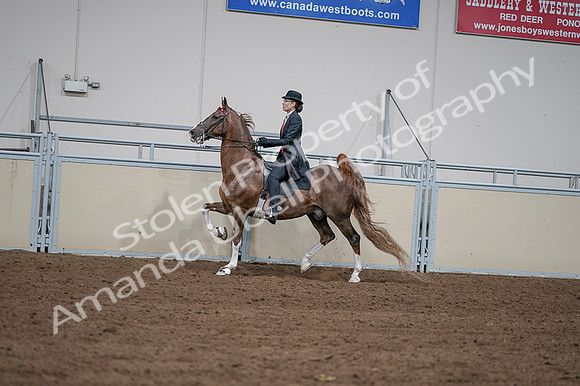 2020 - AB Morgan Horse - Fri, Sept 04 - 09612