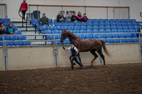 2019 Morgan Horse Show - Aug 31, 2019 - 02585