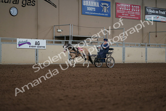 2019 Morgan Horse Show - Aug 31, 2019 - 04584