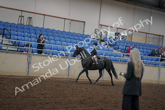 2019 Morgan Horse Show - Aug 30, 2019 - 12673