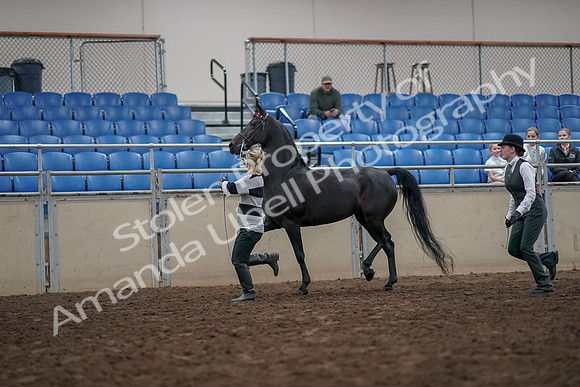 2019 Morgan Horse Show - Aug 31, 2019 - 03604