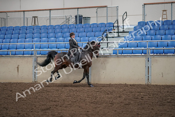 2019 Morgan Horse Show - Aug 30, 2019 - 28147