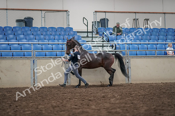 2019 Morgan Horse Show - Aug 31, 2019 - 03642