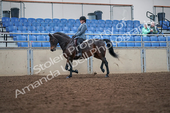 2019 Morgan Horse Show - Aug 30, 2019 - 18460