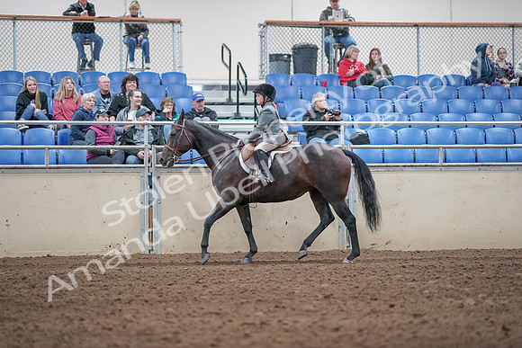 2019 Morgan Horse Show - Aug 31, 2019 - 19453